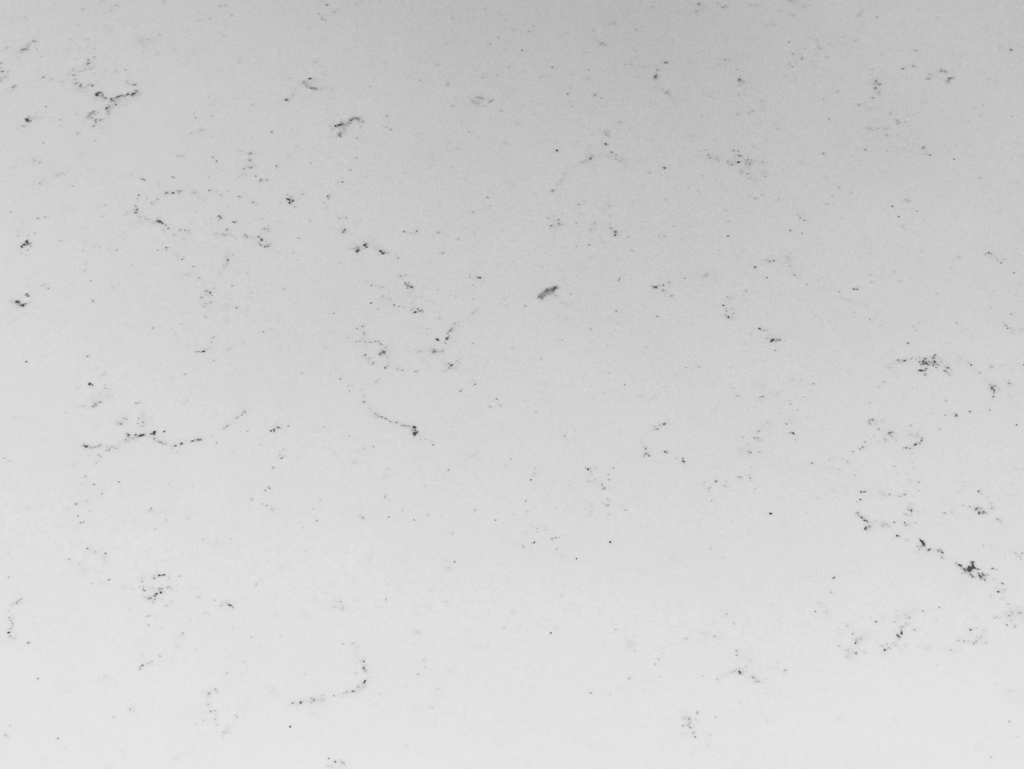 Carrara Classico Bria Quartz Bria- Zicana Boutique -3