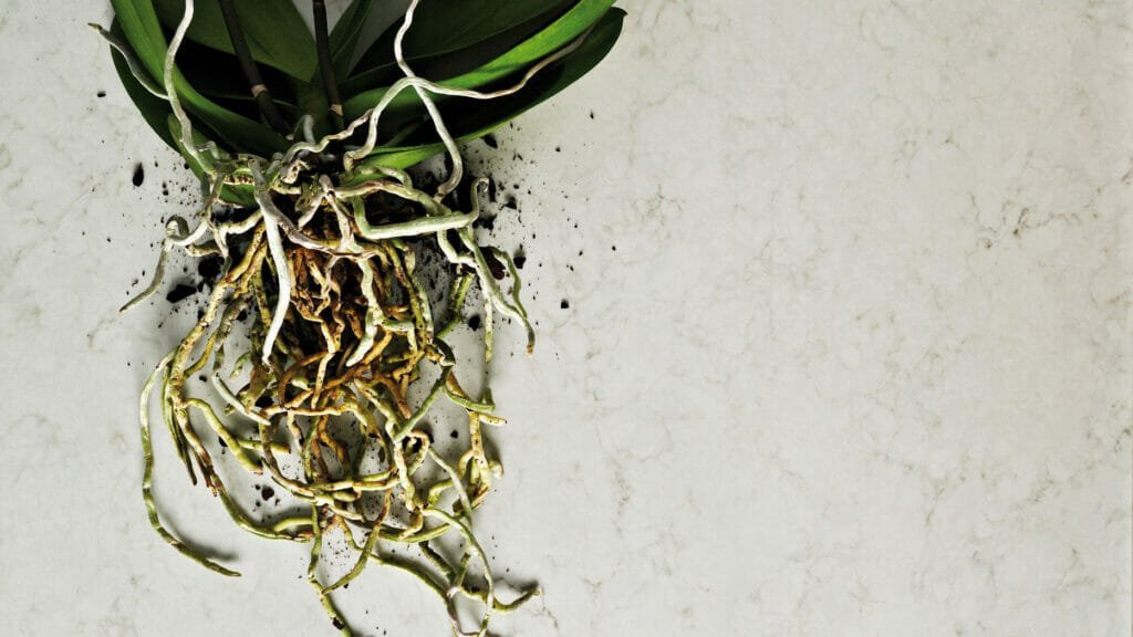 London Grey Caesarstone Caesarstone - Zicana Boutique - 3