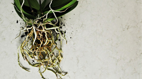 London Grey Caesarstone Caesarstone - Zicana Boutique - 3